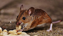 24 Hour & Emergency Exterminators in United Faith Found, CA